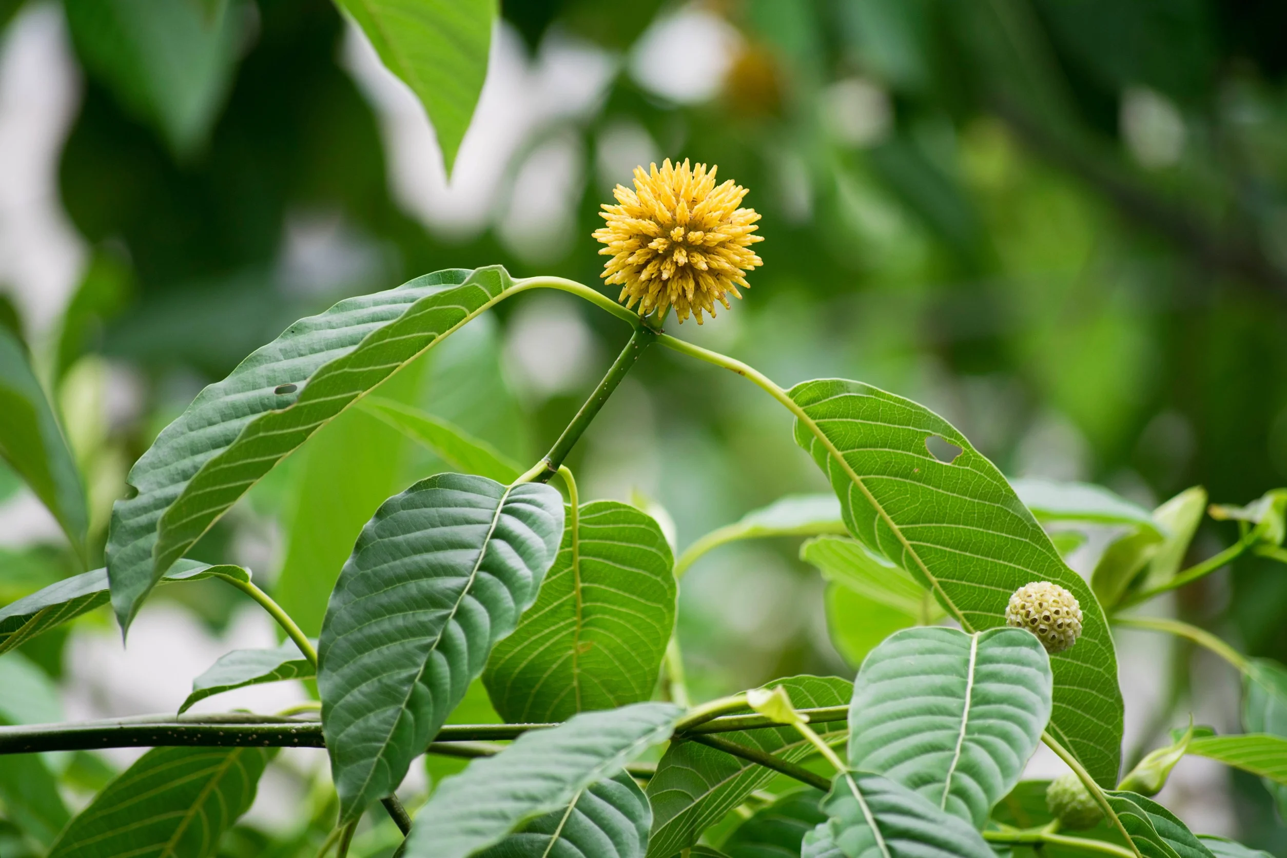 happy go leafy kratom